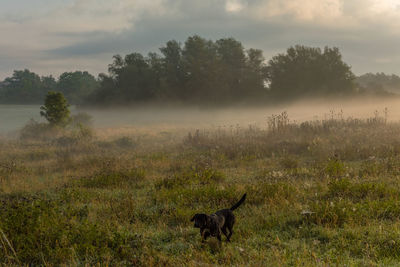 Morning mood on an early autumn day in the uckermark, germany