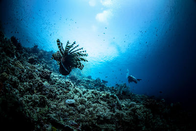 Fish swimming in sea