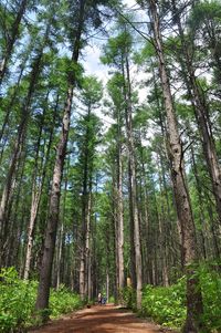 Trees in forest