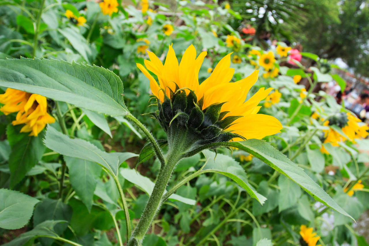 Sunflower; agriculture; background; beautiful; beauty; blooming; blossom; bright; circle; closeup; colorful; country; culture; dusk; earth; farming; field; flora; floral; flower; garden; green; growth; isolated; landscape; leaf; meadow; natural; nature; o