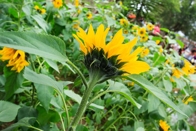 Close-up of insect on yellow flower