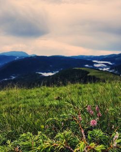 Scenic view of landscape against cloudy sky