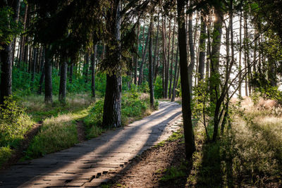 Road passing through forest