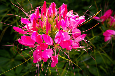 Close-up of pink flowering plant