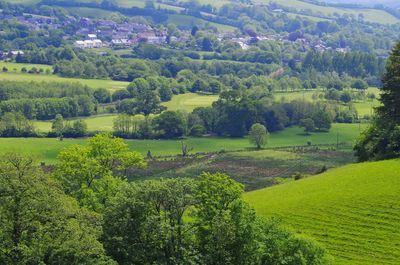 Scenic view of agricultural field