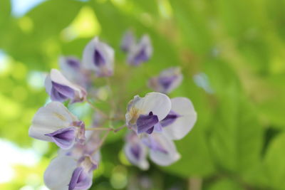 Close-up of purple flowering plant