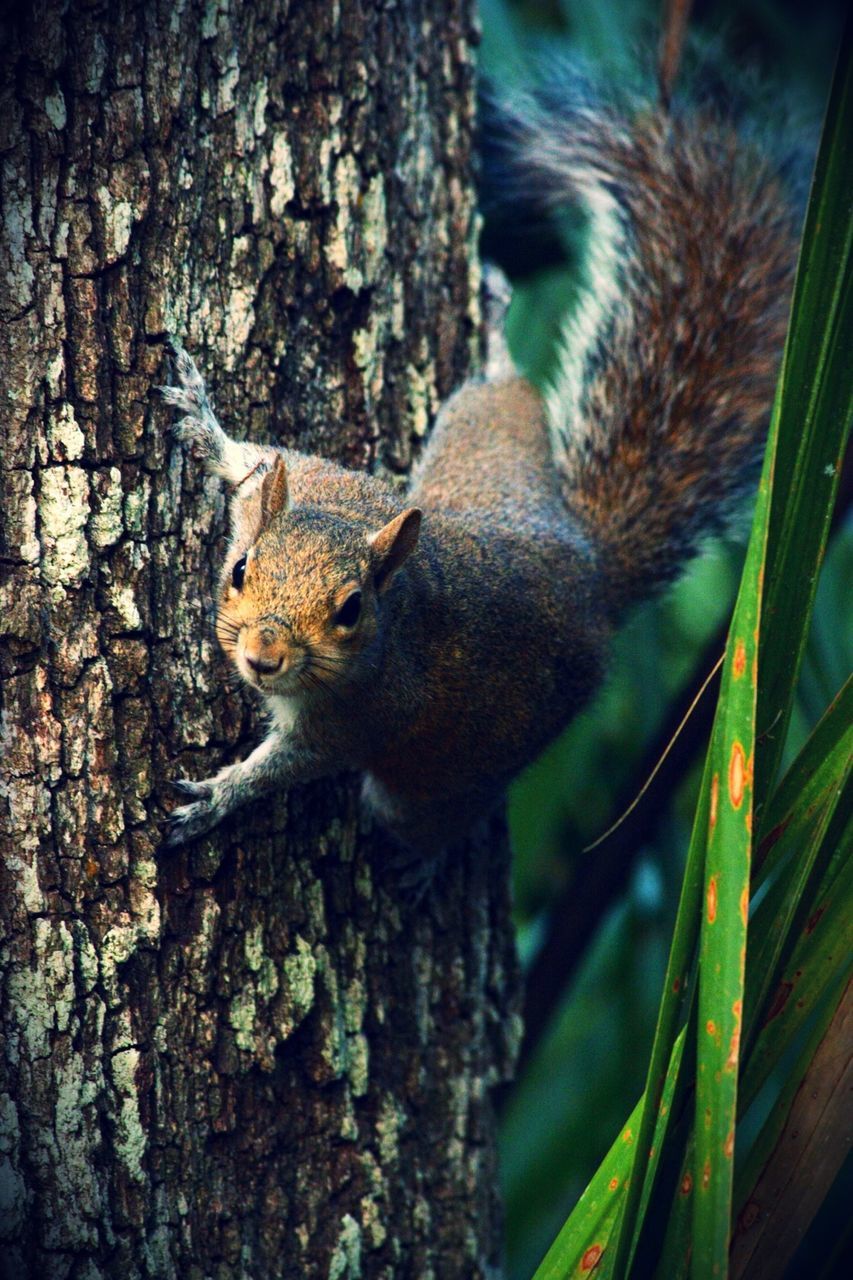 animal themes, one animal, animals in the wild, wildlife, mammal, squirrel, tree, tree trunk, branch, monkey, low angle view, nature, sitting, rodent, outdoors, day, forest, leaf, full length, no people