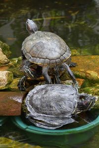 Close-up of turtle in a lake