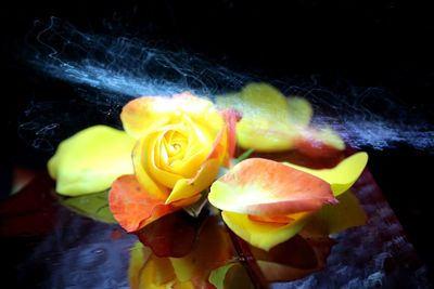 Close-up of yellow flowers against black background