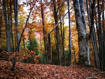 Trees in forest