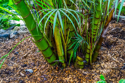 High angle view of plants growing on field