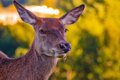 Close-up portrait of deer