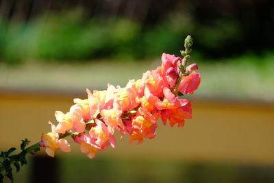 Close-up of pink flowering plant