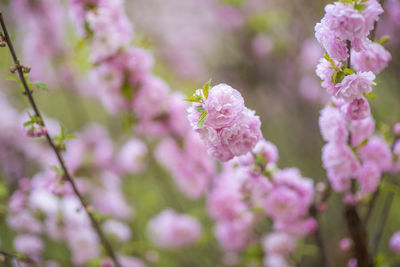 Close-up of pink cherry blossoms