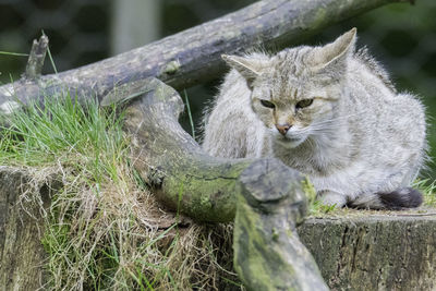 Portrait of cat on grass