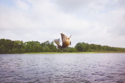 Fish jumping over lake against sky