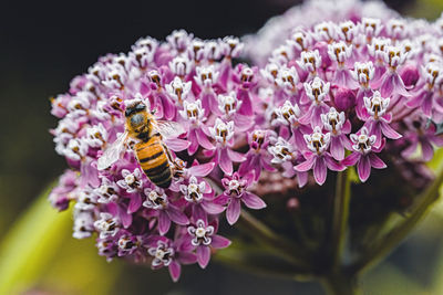 Close-up of insect on pink flower