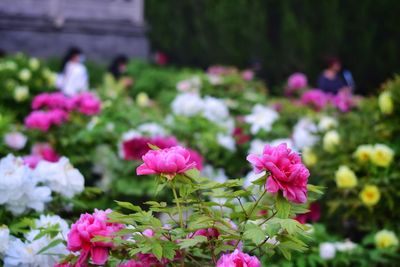 Close-up of pink flowering plants in park