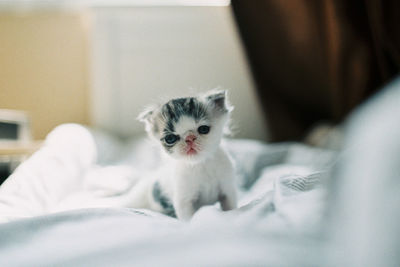 Portrait of white kitten on bed