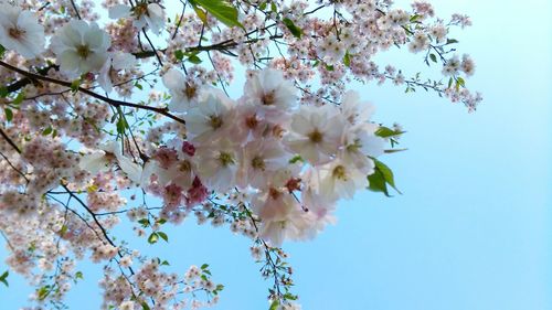 Low angle view of cherry blossoms