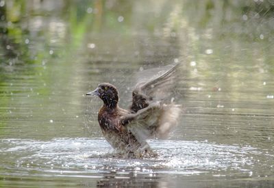 Duck swimming in lake