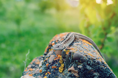 Sand lizard sits on a stone against background of green grass.