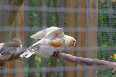 Close-up of birds perching in cage