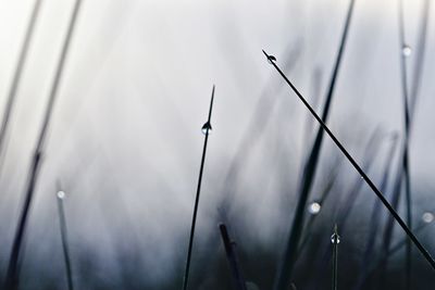 Low angle view of water drops on grass