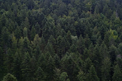 Close-up of pine trees in forest