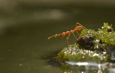 Close-up of ant on mossy rock by lake