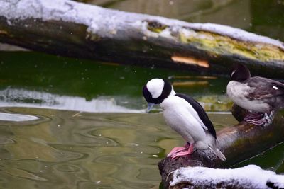 Ducks swimming in lake