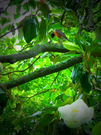 Low angle view of leaves on tree