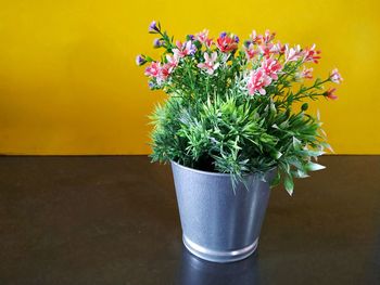 Close-up of potted plant on table against wall