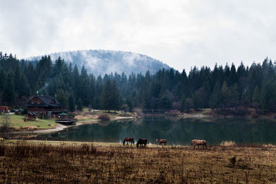 High angle view of horses grazing on field by lake against cloudy sky