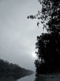 Low angle view of trees against sky