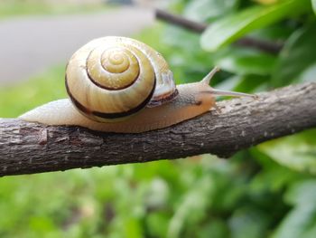 Close-up of snail on tree