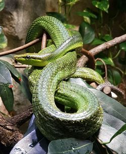 Green snake on plant