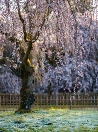 Cherry blossom trees in park