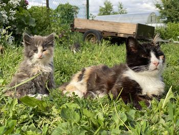 Portrait of cat relaxing on grass