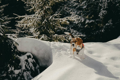 Dog on snow covered land