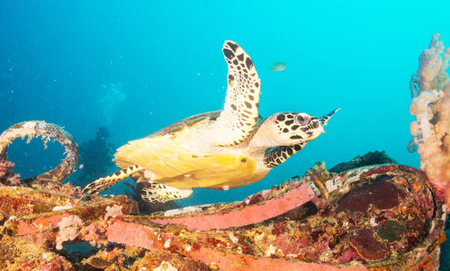 High angle view of turtle swimming in sea