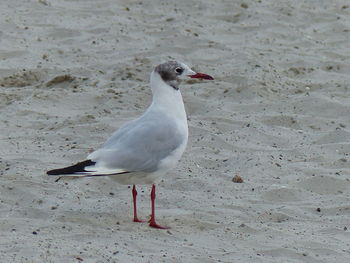 Seagull perching on a beach