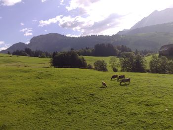 Scenic view of trees on grassy landscape