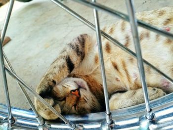 High angle view of cat sleeping on metal