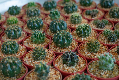 Full frame shot of succulent plants