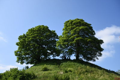 Low angle view of two trees against sky