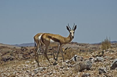 Deer standing on field against sky