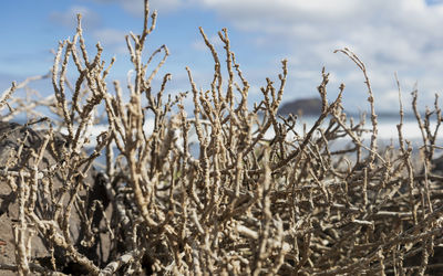 Close-up of grass with isla de lobos in background 