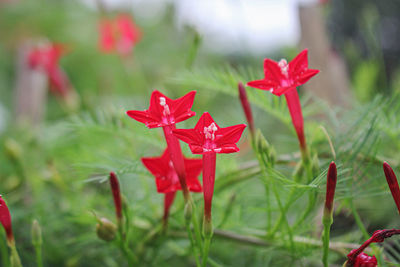 Close-up of red flowering plant in field