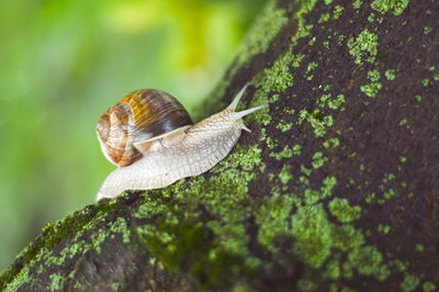 Close-up of snail on moss covered tree trunk